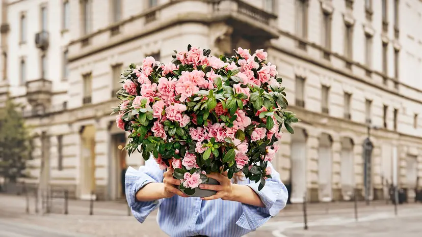 Azalea della Ricerca 2026