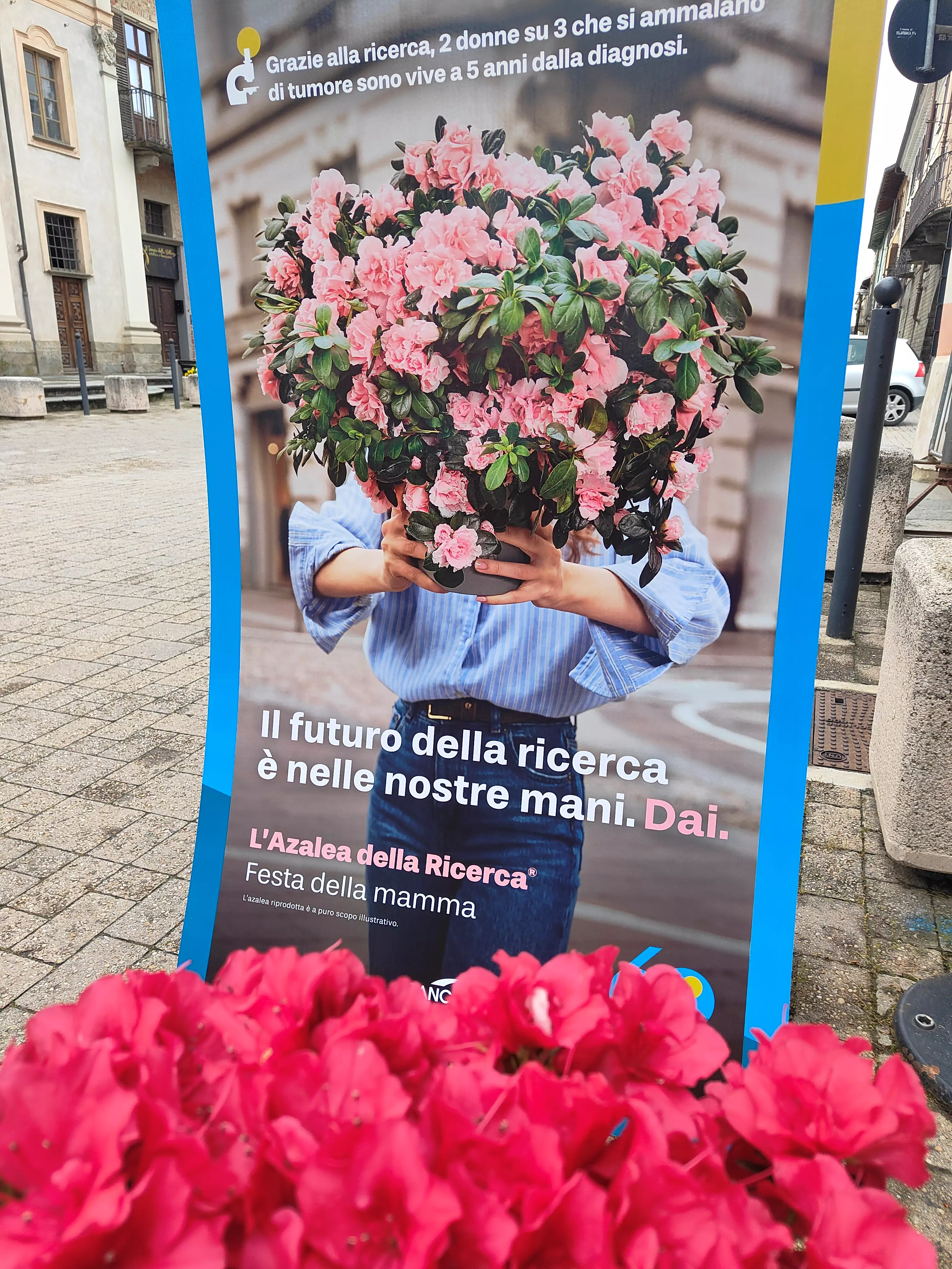 azalea della ricerca 2025